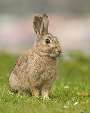 lapin-de-garenne_2